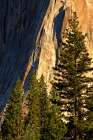 Pines at base of El Capitan-Yosemite National Park-California Art Print
